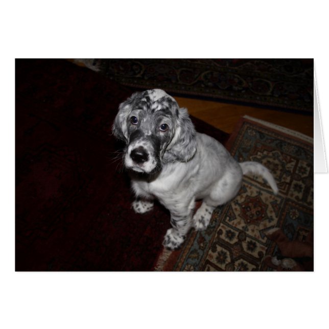 English Setter Puppy (Front Horizontal)