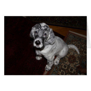 English Setter Puppy