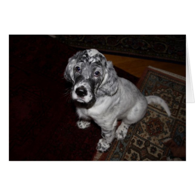 English Setter Puppy (Front Horizontal)