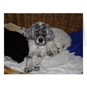 English Setter Puppy
