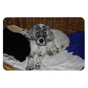 English Setter Puppy Magnet