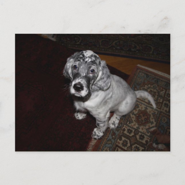 English Setter Puppy Postcard (Front)