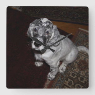 English Setter Puppy Square Wall Clock