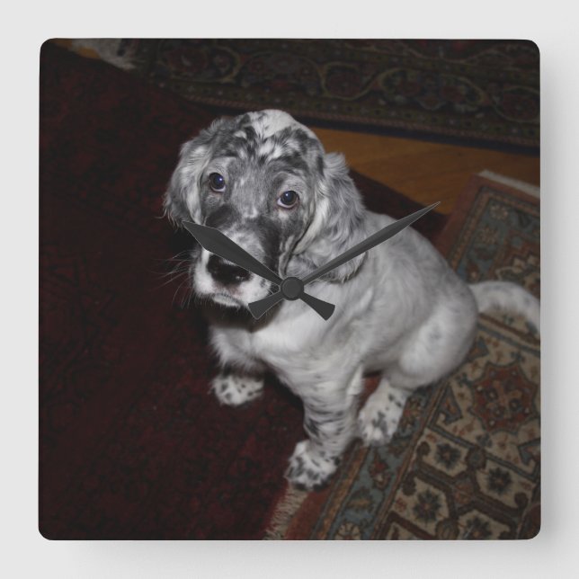English Setter Puppy Square Wall Clock (Front)