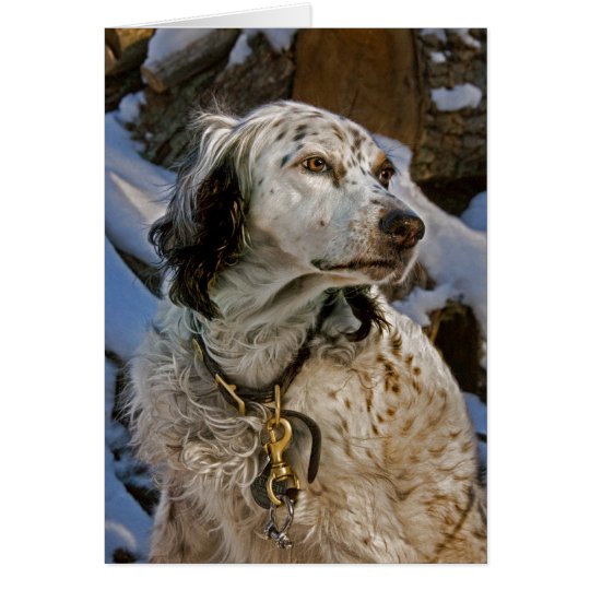 English Setter Snow #2 Card