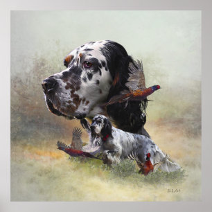 English setter with pheasants, art       poster