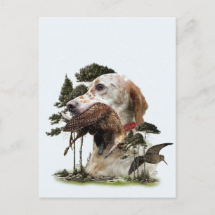 English Setter , woodcock hunting  Postcard