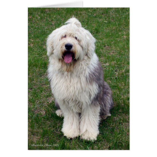English Sheep Dog (Front)