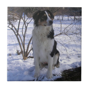 English Shepherd - Paige Ceramic Tile