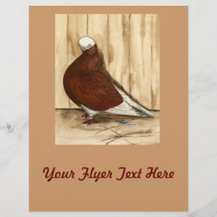 English Shortfaced Bald Pigeon