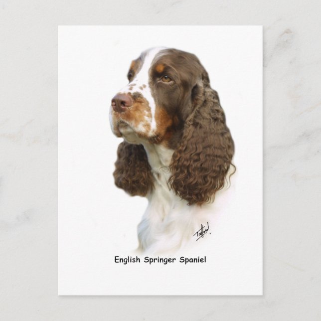 English Springer Spaniel 8M15D-05 Postcard (Front)
