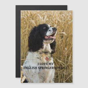 english springer spaniel bwlove w pic magnetic invitation
