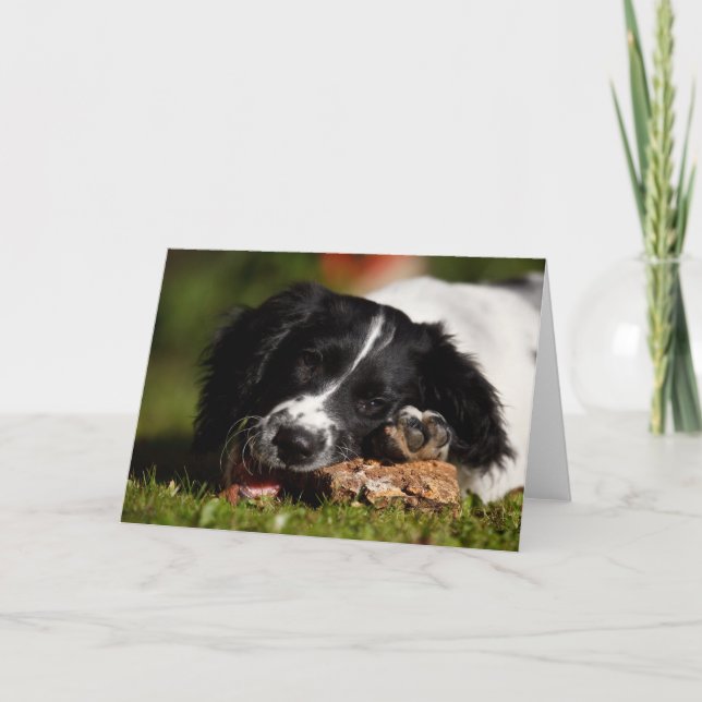 English Springer Spaniel Card (Front)