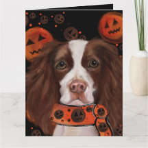 English Springer Spaniel