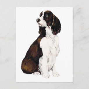 English Springer Spaniel Dog Art Postcard