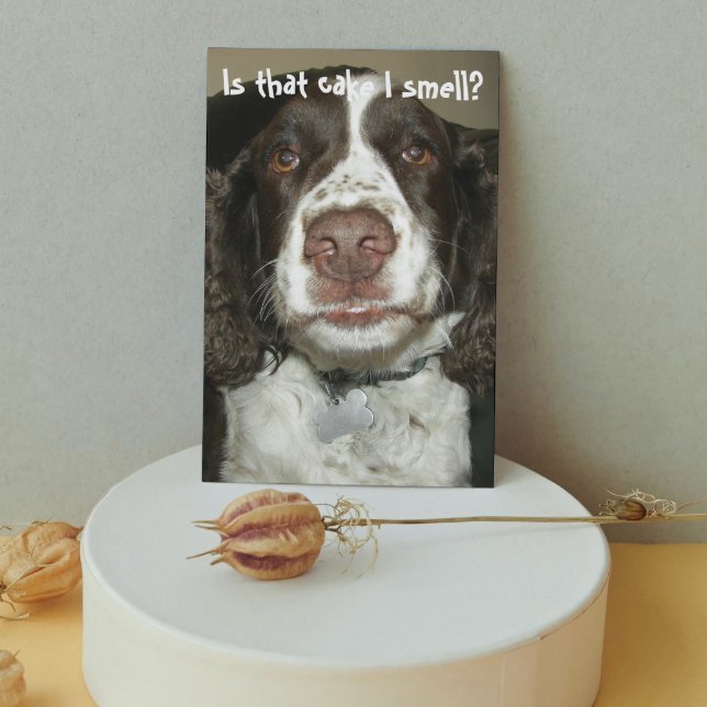 English Springer Spaniel Dog Funny Birthday Card (In Situ)