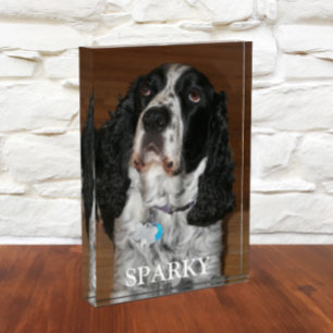 English Springer Spaniel Dog Pet Portrait Photo Block