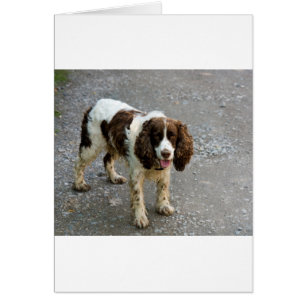 english springer spaniel full.png