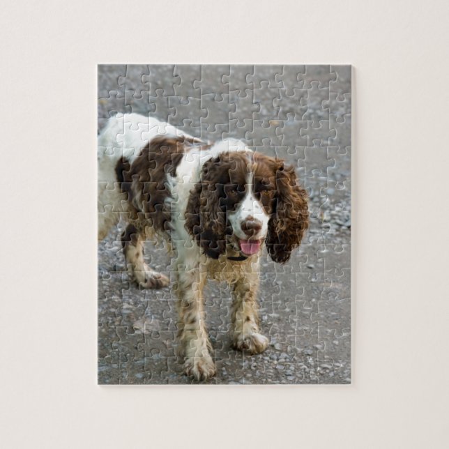 english springer spaniel full.png jigsaw puzzle (Vertical)