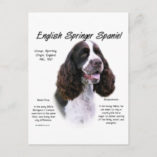 English Springer Spaniel (liver) History Design Postcard