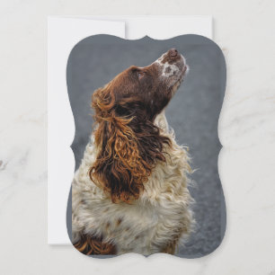 English Springer Spaniel Liver & White Looking Up 