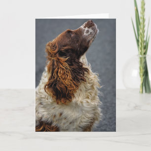 English Springer Spaniel Liver & White Looking Up Card