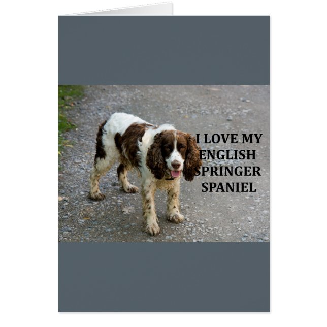 english springer spaniel lw love w picc (Front)