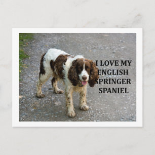english springer spaniel lw love w picc postcard