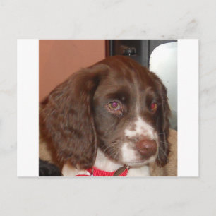 English_Springer_Spaniel lw puppy Postcard