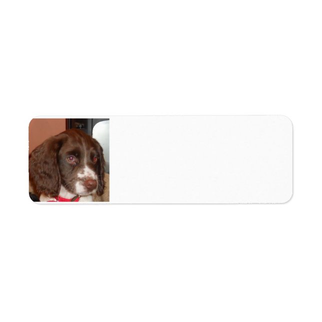 English_Springer_Spaniel lw puppy Return Address Label (Front)