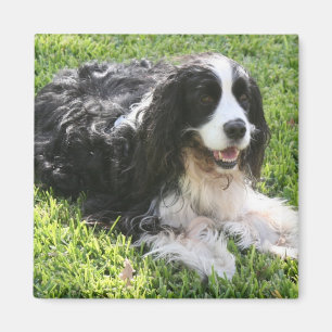 English Springer Spaniel Magnet