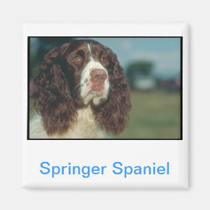 English Springer Spaniel Magnet