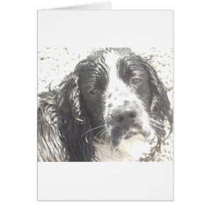 english springer spaniel odd art.png