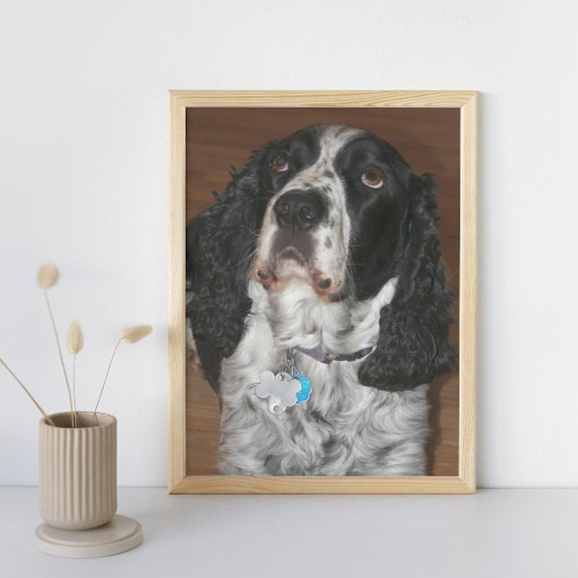 English Springer Spaniel Pet Dog Photo Print (In Situ Framed)