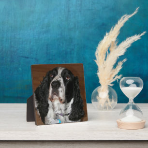 English Springer Spaniel Pet Photo Square Plaque