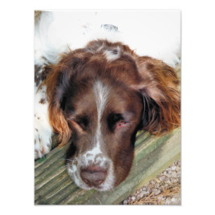 ENGLISH SPRINGER SPANIEL PHOTO PRINT