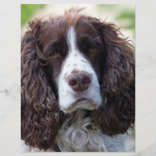english springer spaniel.png