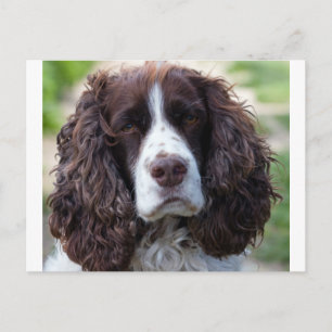 english springer spaniel.png postcard