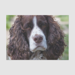 english springer spaniel.png tissue paper
