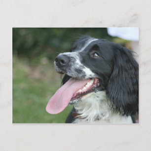 English Springer Spaniel Postcard