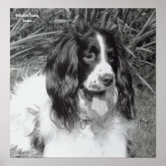 English Springer Spaniel Poster (Front)