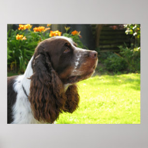 English Springer Spaniel Poster