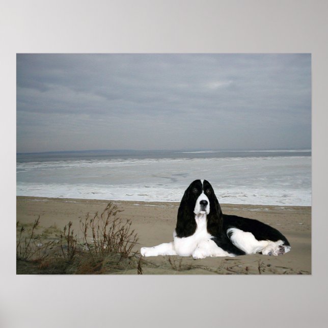 English Springer Spaniel Print (Front)