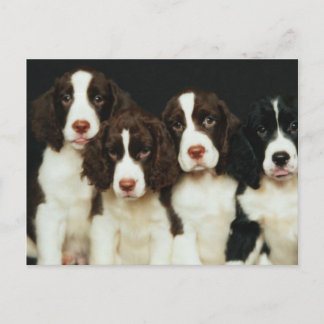 English Springer Spaniel Puppies (2) Postcard