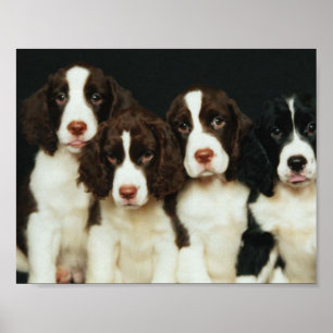 English Springer Spaniel Puppies (2) Poster