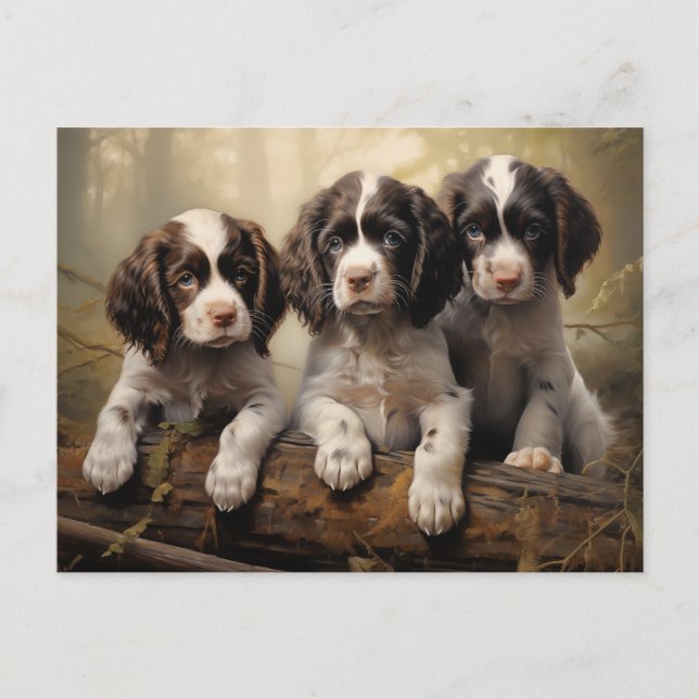 English springer spaniel puppies postcard (Front)