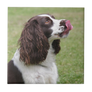 English Springer Spaniel Sitting Ceramic Tile