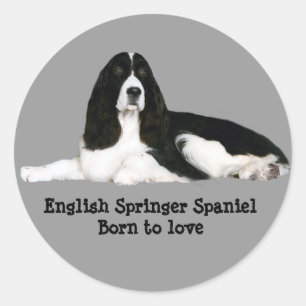 English Springer Spaniel Sticker