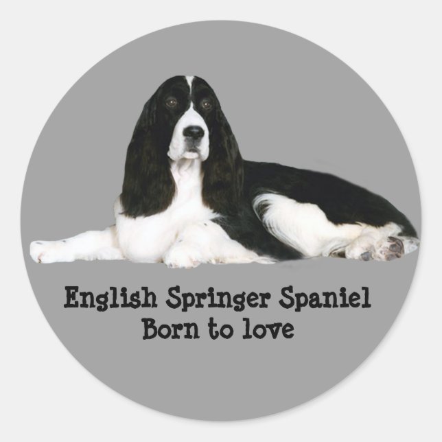 English Springer Spaniel Sticker (Front)