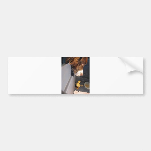 english springer spaniel w duckling bumper sticker (Front)